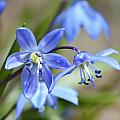 Blue Beauties
