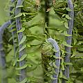 Ostrich Fern Fiddleheads