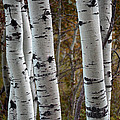 Poplar Glow