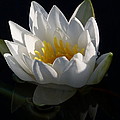 Water Lily Black and White