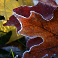Maple Frosting