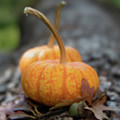 Fall Pumpkins Posing